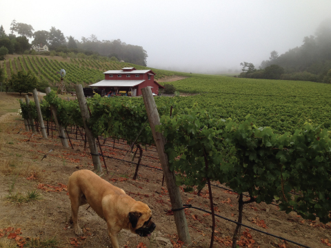 La Vida Bella Vineyard Early Morning