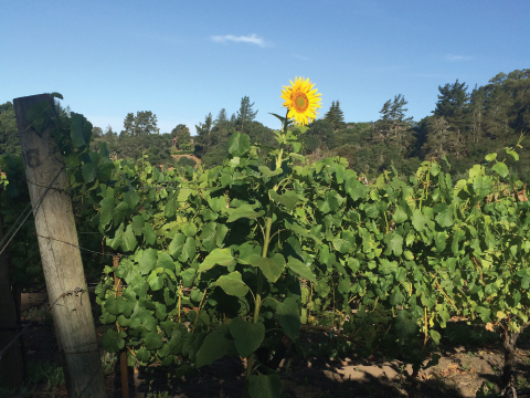 A beautiful day at La Vida Bella Vineyard