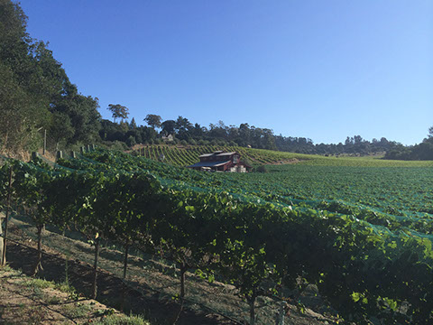 La Vida Bella Vineyard Blue Sky