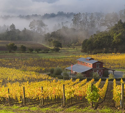 La Vida Bella Vineyard Foggy And Bright