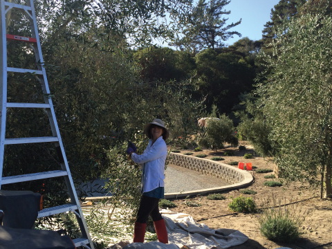 La Vida Bella Vineyard Olive Harvest 2015
