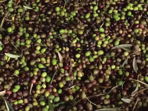 La Vida Bella Vineyard Olive Bin Harvest 2015