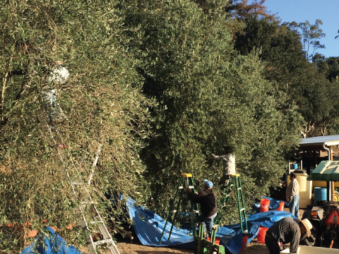 La Vida Bella Vineyard Olive Harvest 2015