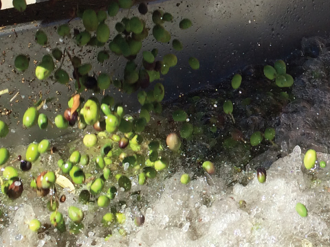 La Vida Bella Vineyard Olive Bath Harvest 2015