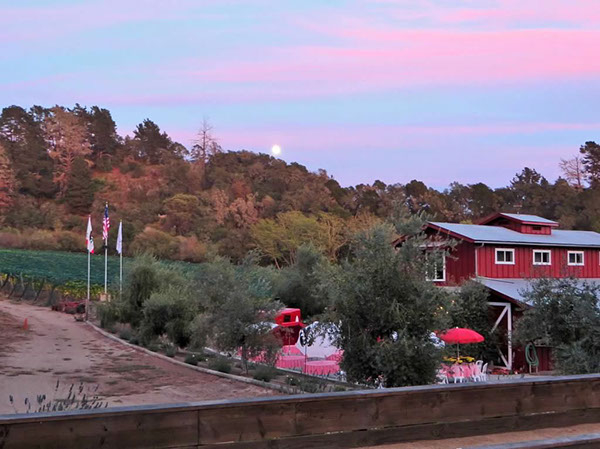 La Vida Bella Vineyard Harvest Party 2015