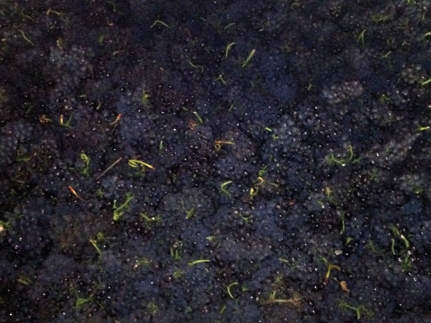 La Vida Bella Vineyard Pinot In Crate